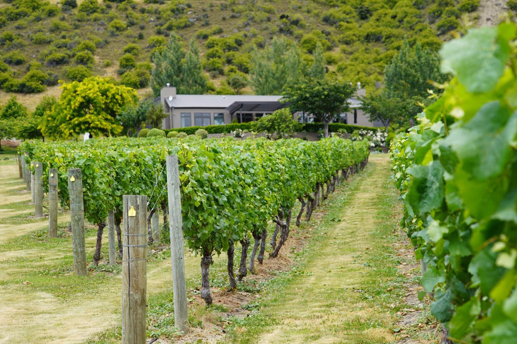 Mt Rosa Lodge Boutique Vineyard Accommodation Wanaka Zewnętrze zdjęcie