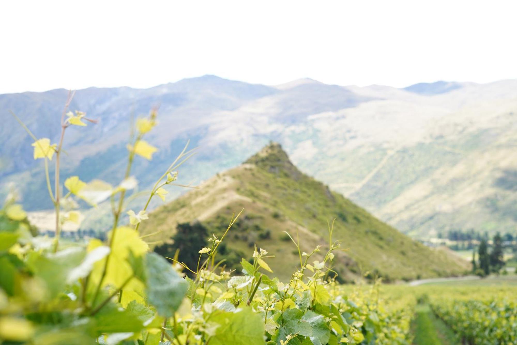 Mt Rosa Lodge Boutique Vineyard Accommodation Wanaka Zewnętrze zdjęcie