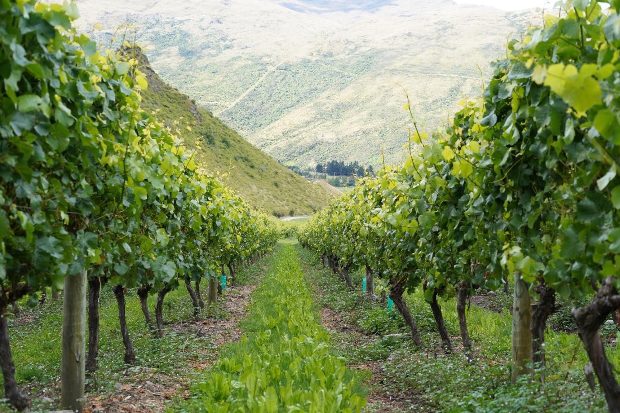 Mt Rosa Lodge Boutique Vineyard Accommodation Wanaka Zewnętrze zdjęcie